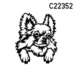 Chihuahua 006